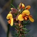 Dillwynia sericea rudis - Photo (c) Max Campbell, algunos derechos reservados (CC BY), subido por Max Campbell