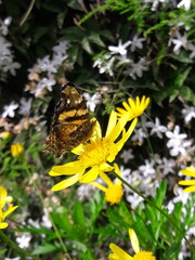 Hypanartia bella