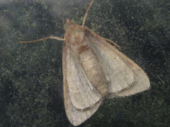 Hypsopygia glaucinalis