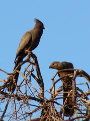 Corythaixoides concolor bechuanae