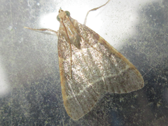 Hypsopygia glaucinalis