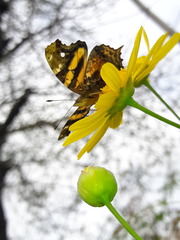 Hypanartia bella