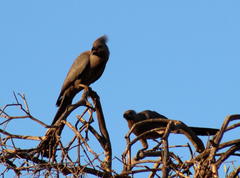 Corythaixoides concolor bechuanae