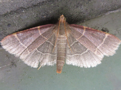 Hypsopygia glaucinalis