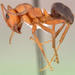 Adams's Wood Ant - Photo (c) California Academy of Sciences, 2000-2010, some rights reserved (CC BY-NC-SA)