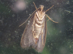 Brachmia modicella
