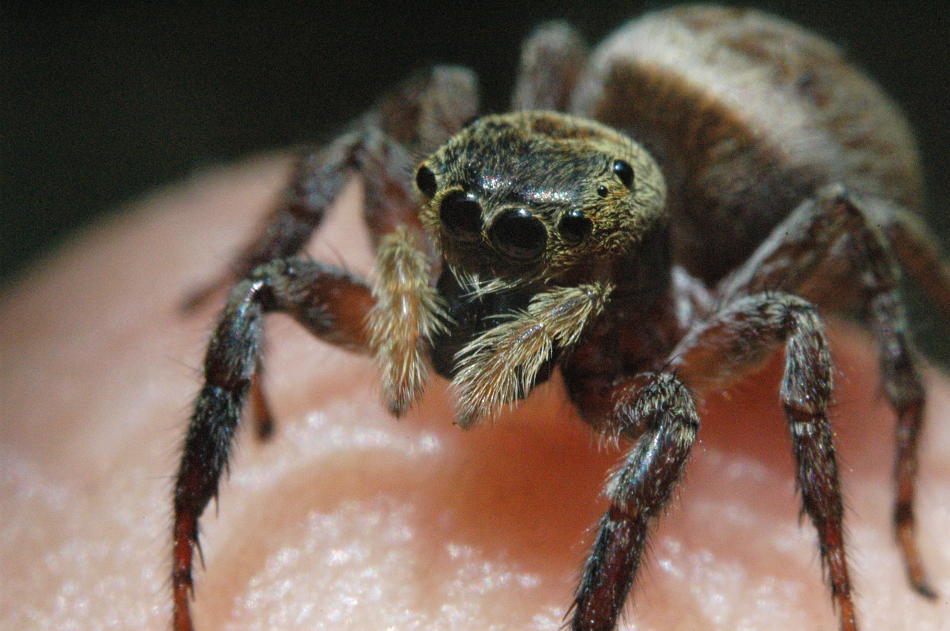 House Jumping Spiders
