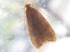 Brachmia modicella