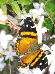 Hypanartia bella