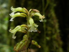 Microchilus