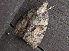 Cryphia bryophasma