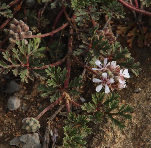 Pelargonium pelargonoides