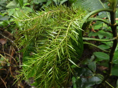 Phlegmariurus linifolius