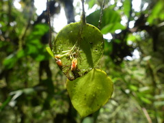 Lepanthes pecunialis