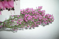 Erica nutans