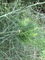 Crioceris duodecimpunctata