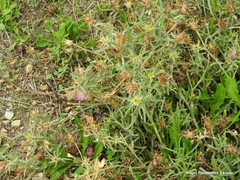 Centaurea × pouzinii