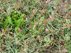 Centaurea × pouzinii