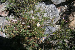 Felicia comptonii