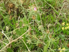 Centaurea × pouzinii