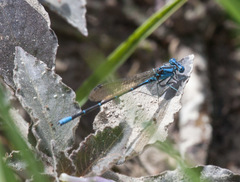 Argia rhoadsi