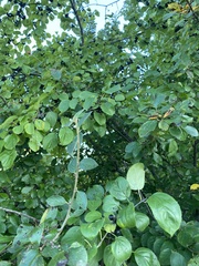 Rhamnus cathartica