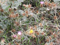Centaurea × pouzinii