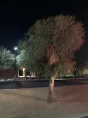 Parkinsonia