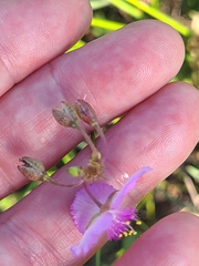 Callisia ornata