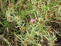 Centaurea × pouzinii