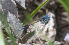 Argia rhoadsi