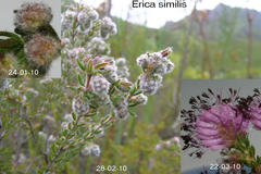 Erica similis