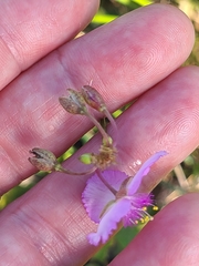 Callisia ornata