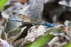 Argia rhoadsi