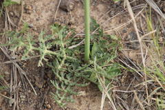 Afrosciadium magalismontanum