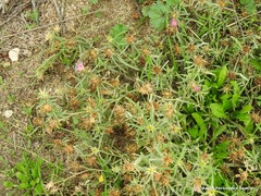 Centaurea × pouzinii