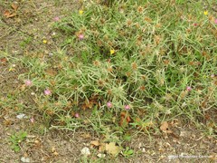 Centaurea × pouzinii