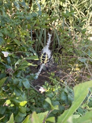 Argiope aurantia