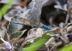 Argia rhoadsi