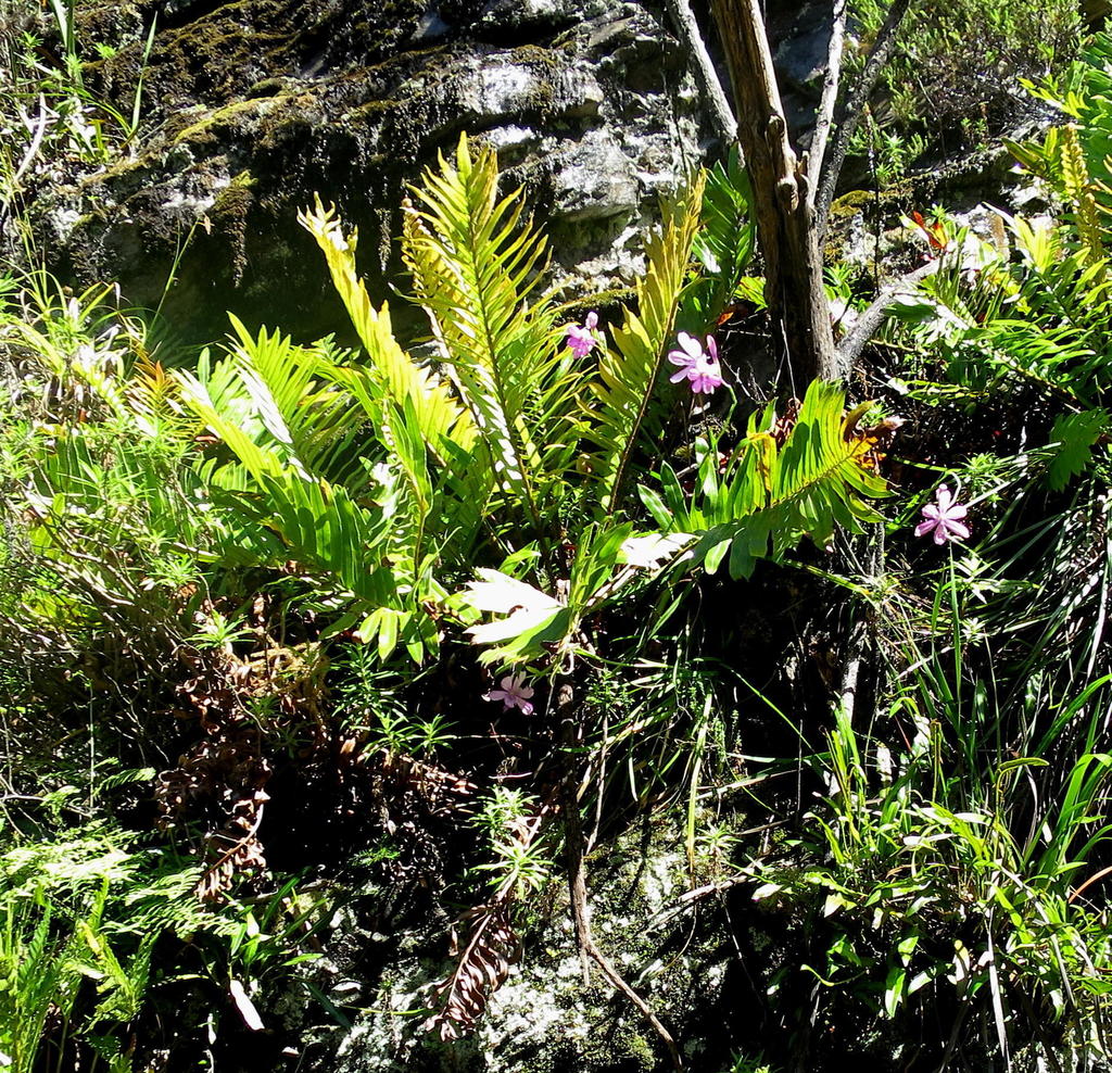 Geissorhiza outeniquensis, Montagu Pass Railway on Southern side
