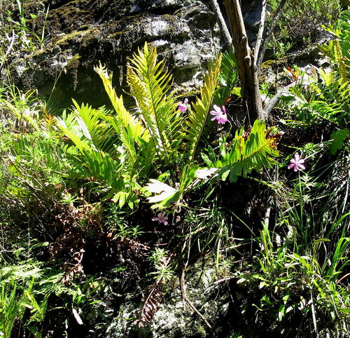 Geissorhiza outeniquensis
