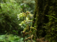 Microchilus