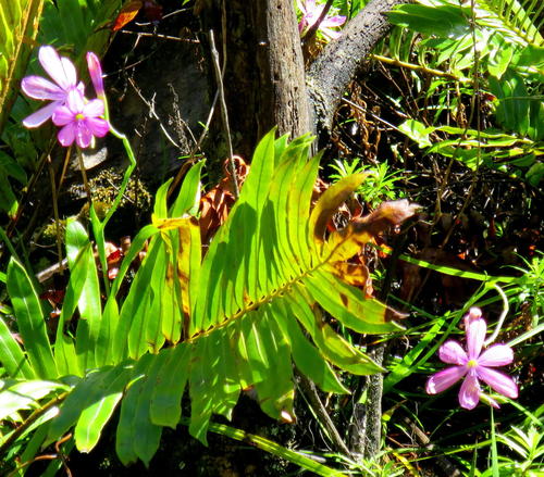Geissorhiza outeniquensis