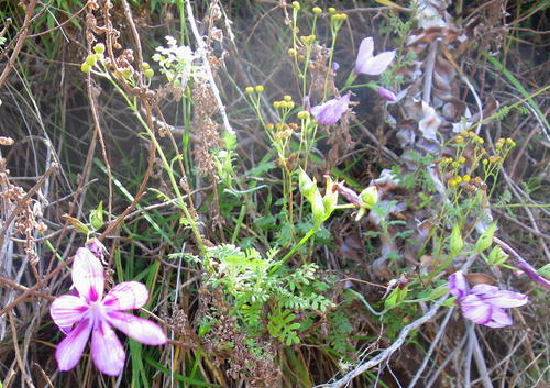 Geissorhiza outeniquensis