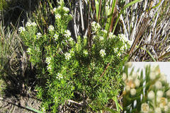 Phylica mundii