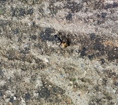 Camponotus sericeus