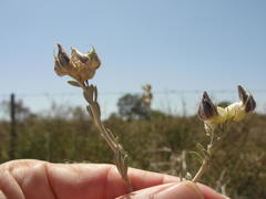 Aspalathus ternata