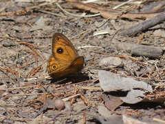 Hypocysta euphemia