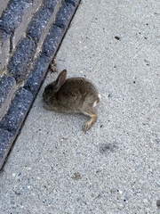 Sylvilagus floridanus