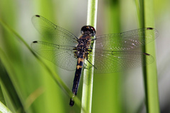 Celithemis verna